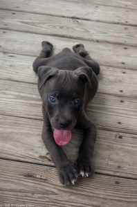 Help Name This American Blue Pit Bull
